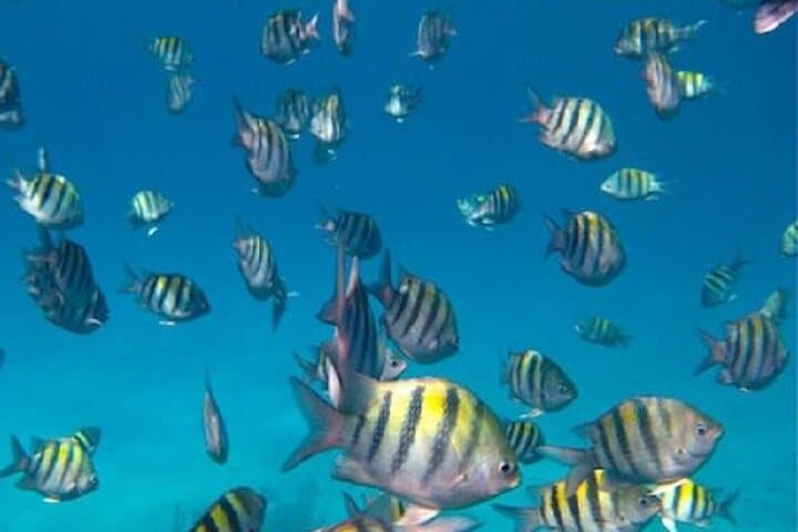 Roatan Snorkeling Tour — Marine Park Reef Snorkel with Turtle Encounters photo 2