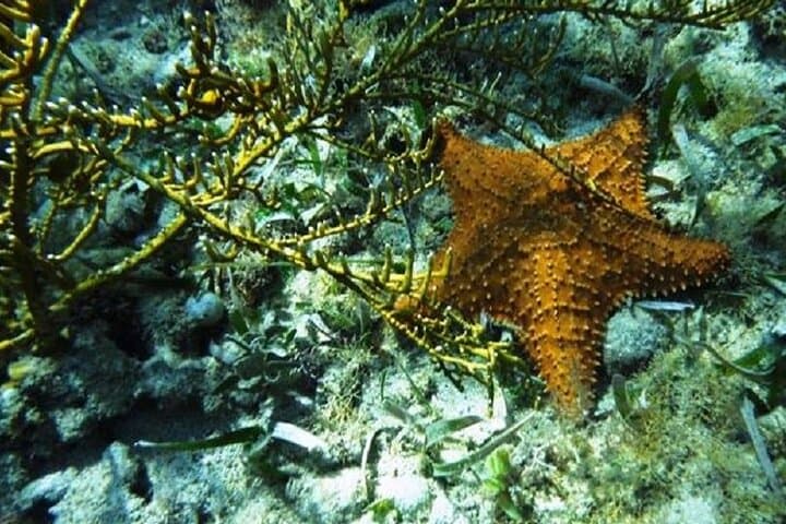 Roatan Snorkeling Tour — Marine Park Reef Snorkel with Turtle Encounters photo 4