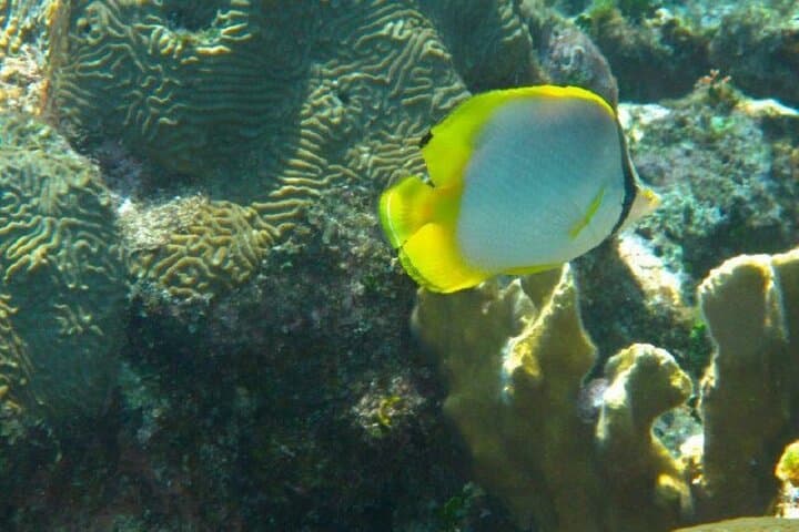Roatan Snorkeling Tour — Marine Park Reef Snorkel with Turtle Encounters photo 5