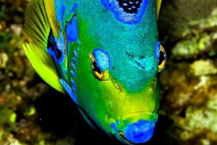 Roatan Snorkeling Tour — Marine Park Reef Snorkel with Turtle Encounters photo 6