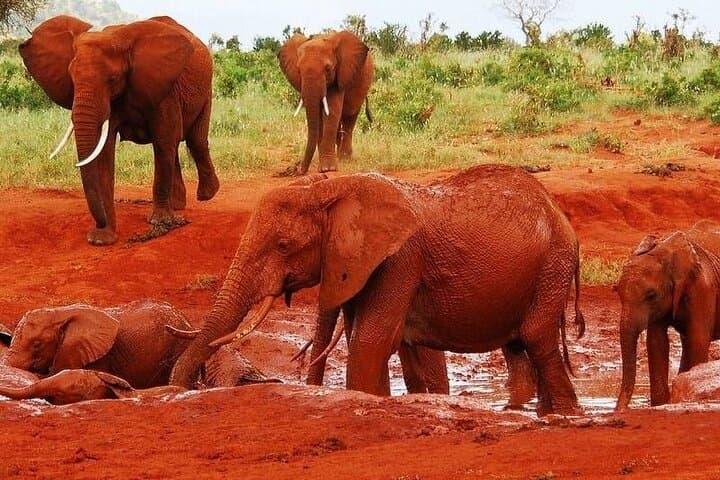 3-Day Diani Beach to Tsavo East & West Safari: Lions, Rhinos & Mzima Springs photo 3