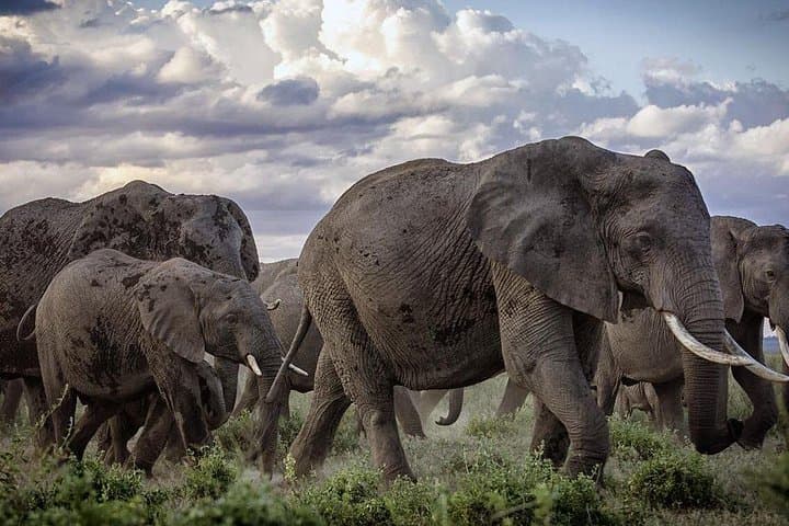 5-Day Kenya Beach Safari: Tsavo West, Amboseli & Tsavo East from Diani photo 2