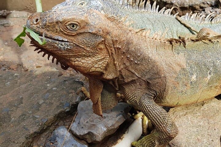 Roatan Animal Park & Island Tour — 3-Hour Private Wildlife Experience with Pickup