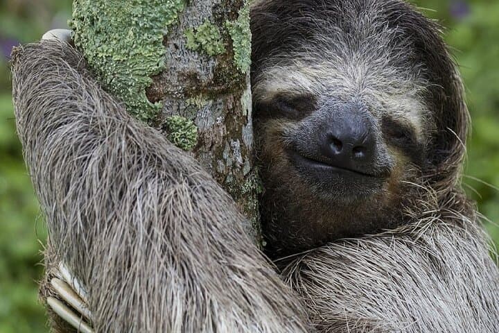Roatan Animal Park & Island Tour — 3-Hour Private Wildlife Experience with Pickup photo 2