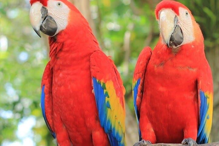 Roatan Animal Park & Island Tour — 3-Hour Private Wildlife Experience with Pickup photo 3