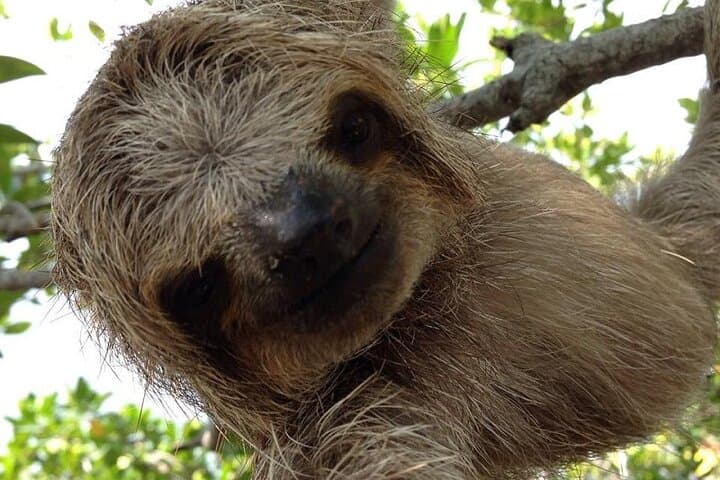 Roatan Animal Park & Island Tour — 3-Hour Private Wildlife Experience with Pickup photo 4