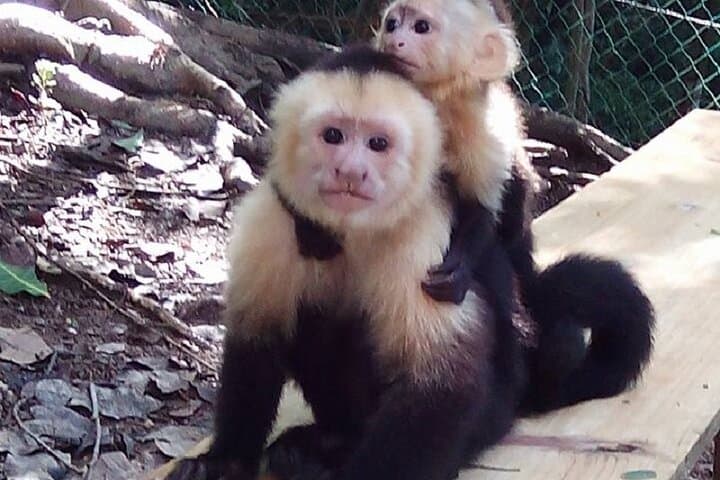 Roatan Animal Park & Island Tour — 3-Hour Private Wildlife Experience with Pickup photo 5