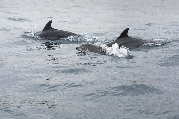Albufeira Dreamer Cave and Dolphin Speedboat Tour with Transport photo 3