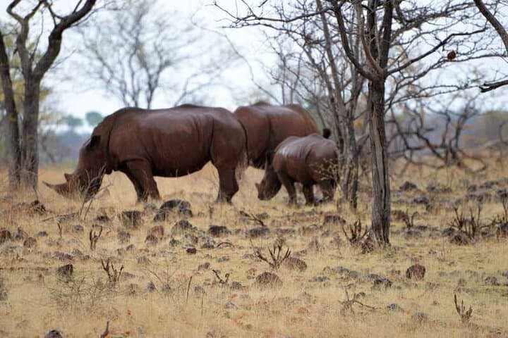 Game Drive and Rhino Walk at Mosi-oa-Tunya National Park, Livingstone photo 2