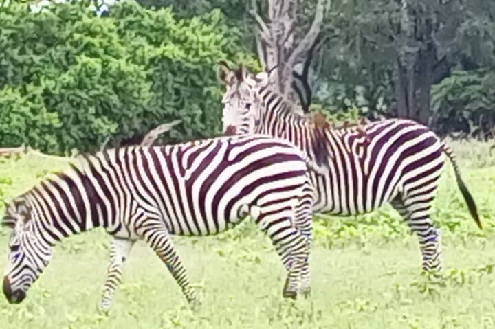 Game Drive and Rhino Walk at Mosi-oa-Tunya National Park, Livingstone photo 3
