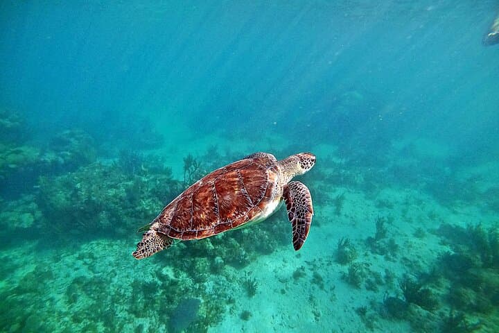 Snorkel with Turtles and Underground Cenotes from Playa del Carmen photo 3