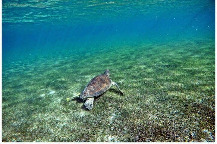 Snorkel with Turtles and Underground Cenotes from Playa del Carmen photo 5