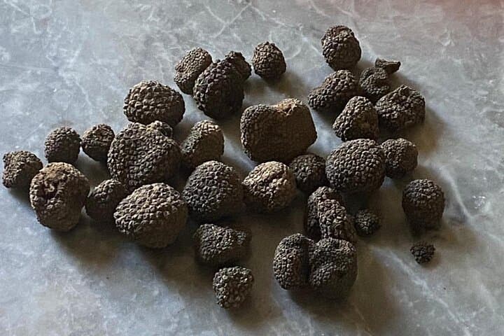 Truffle Hunt and Tuscan Meal: Truffle Search with Lunch or Dinner in Tuscany photo 2