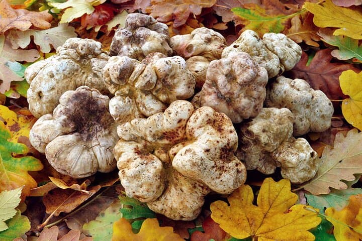 Truffle Hunt and Tuscan Meal: Truffle Search with Lunch or Dinner in Tuscany photo 5