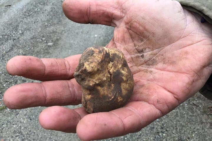 Truffle Hunt and Tuscan Meal: Truffle Search with Lunch or Dinner in Tuscany photo 6