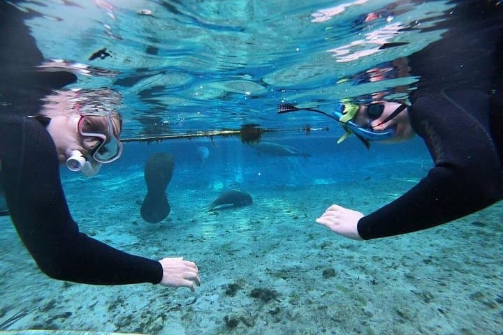 Private Manatee Snorkeling Tour in Crystal River: Swim with West Indian Manatees photo 3