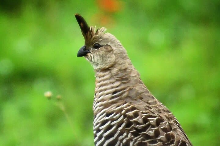 Colima Volcano Birdwatching — Endemic Species on the Slopes of Volcán de Colima