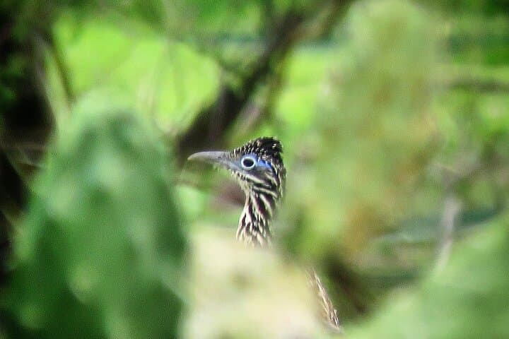 Colima Volcano Birdwatching — Endemic Species on the Slopes of Volcán de Colima photo 2