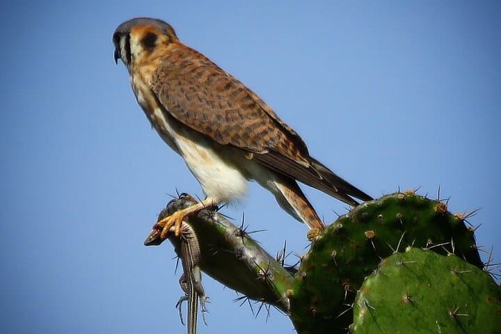 Colima Volcano Birdwatching — Endemic Species on the Slopes of Volcán de Colima photo 4