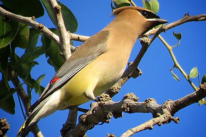 Colima Volcano Birdwatching — Endemic Species on the Slopes of Volcán de Colima photo 5