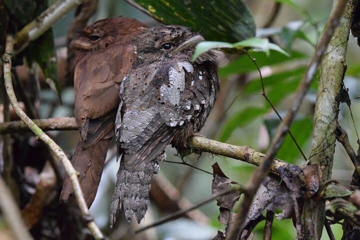 Sinharaja Rainforest Day Trek from Colombo: Trek into Sri Lanka’s Endemic Forest photo 3