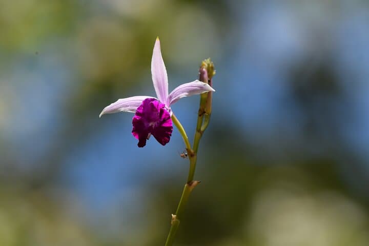 Sinharaja Rainforest Day Trek from Colombo: Trek into Sri Lanka’s Endemic Forest photo 5