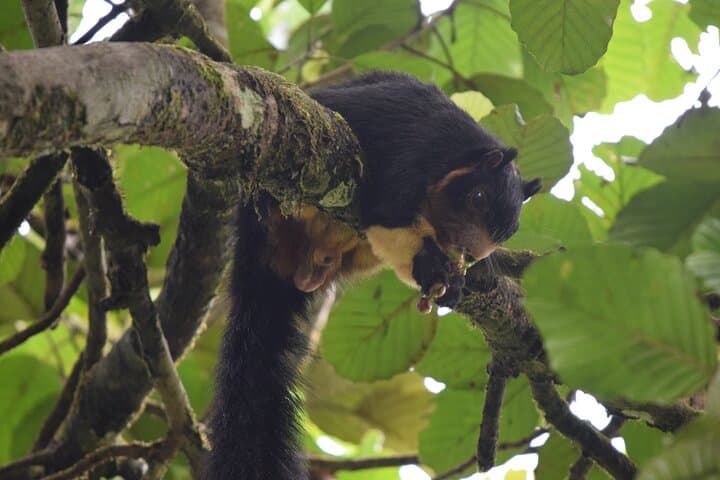 Sinharaja Rainforest Day Trek from Colombo: Trek into Sri Lanka’s Endemic Forest photo 6