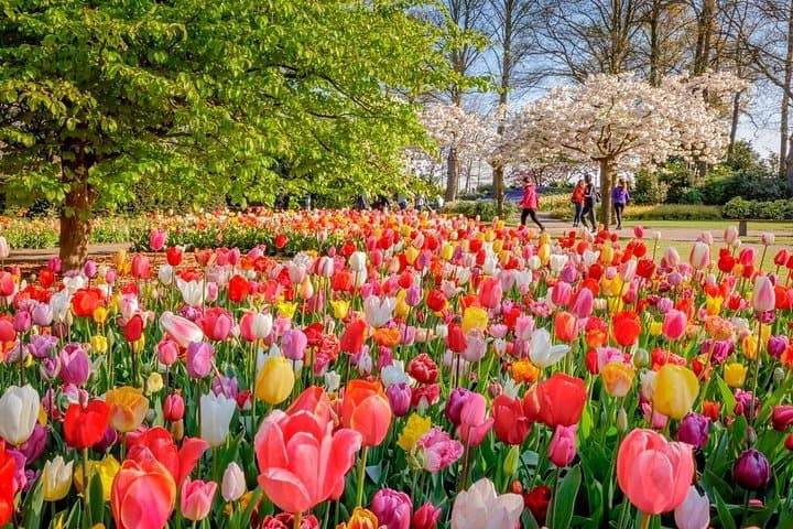 Skip-the-Line Keukenhof Gardens Tour: Tulip Fields & Spring Blooms from Amsterdam