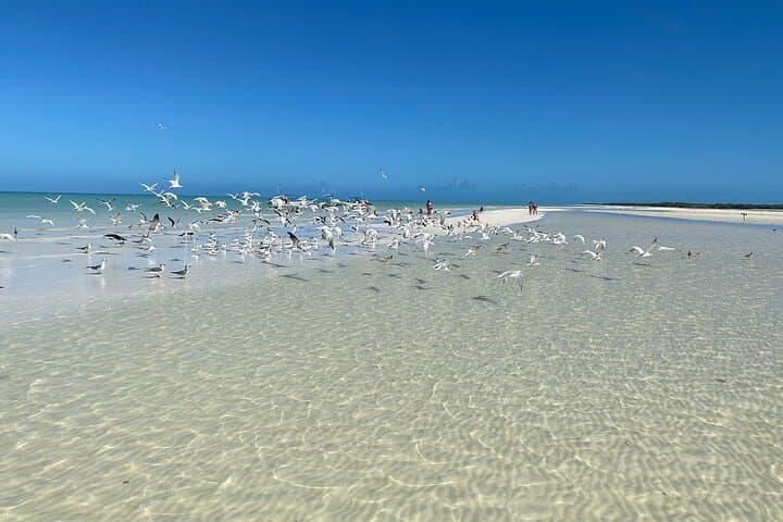 Explore Holbox & Punta Mosquitos: Day Trip from Cancun with Ferry and Rentals photo 2