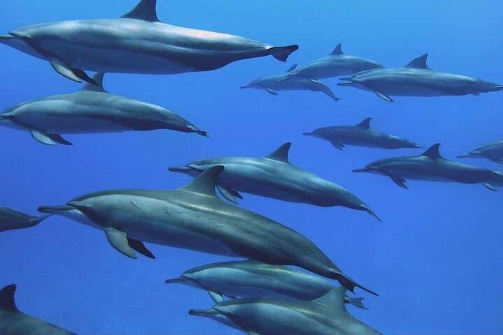 Zanzibar Private Dolphin & East Coast Highlights — Mnemba, Kuza Cave, Paje, The Rock & Jozani photo 4