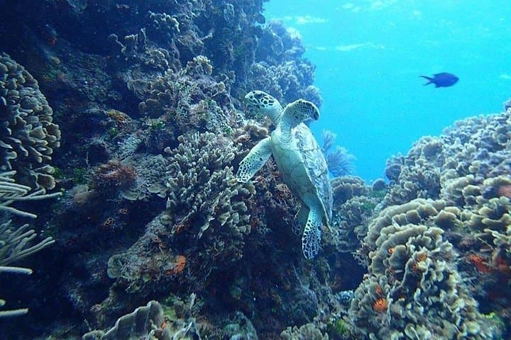 Snorkel El Cielo, Palancar & Colombia Reefs — Day Trip from Tulum to Cozumel photo 4