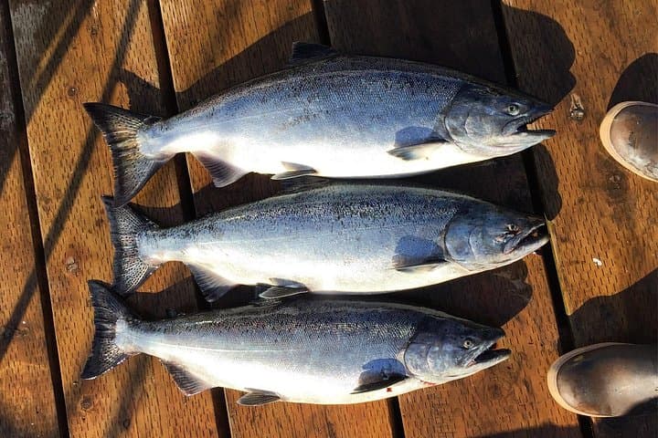 North End Salmon Charter: 4-Hour Clover Pass Fishing Trip from Ketchikan photo 4