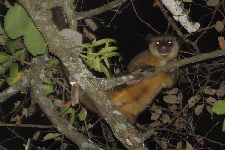 Night Walk in Monteverde Cloud Forest: Guided Nocturnal Wildlife Experience photo 3