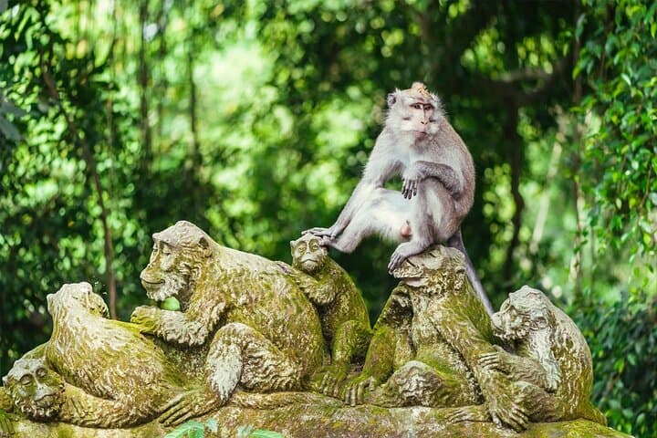 Ubud Culture & Shopping Spree: Tegalalang Rice Terraces, Monkey Forest & Coffee Trails photo 3