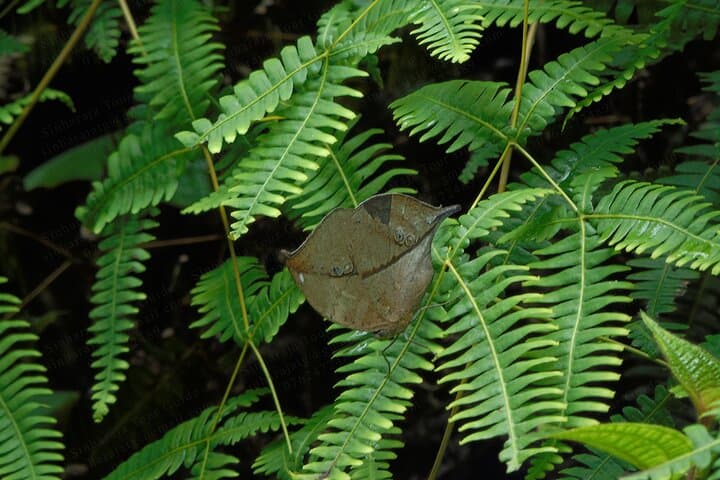Butterfly and Dragonfly Watching in Sinharaja Rainforest: A 6‑Hour Guided Walk photo 2