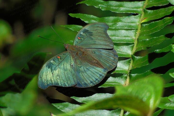 Butterfly and Dragonfly Watching in Sinharaja Rainforest: A 6‑Hour Guided Walk