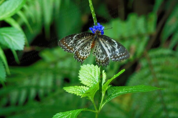Butterfly and Dragonfly Watching in Sinharaja Rainforest: A 6‑Hour Guided Walk photo 3