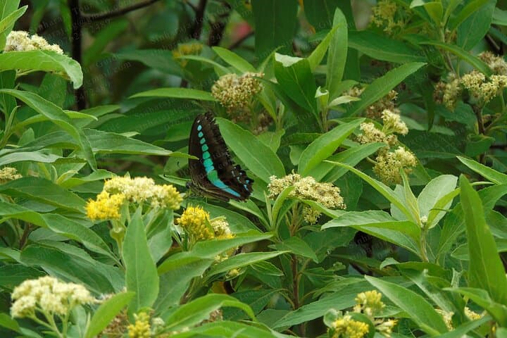 Butterfly and Dragonfly Watching in Sinharaja Rainforest: A 6‑Hour Guided Walk photo 4