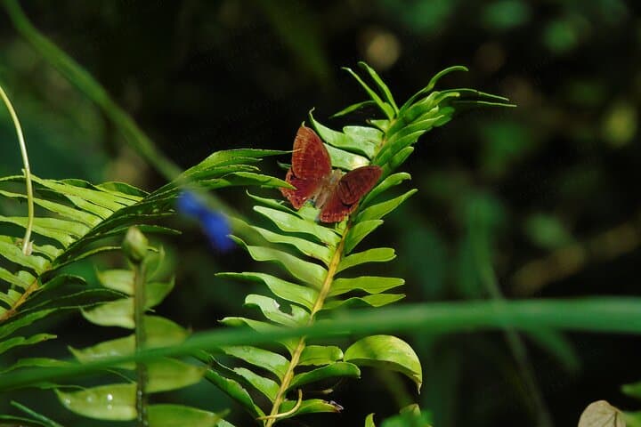 Butterfly and Dragonfly Watching in Sinharaja Rainforest: A 6‑Hour Guided Walk photo 5