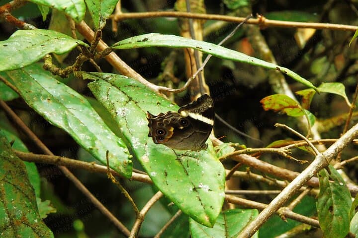 Butterfly and Dragonfly Watching in Sinharaja Rainforest: A 6‑Hour Guided Walk photo 6