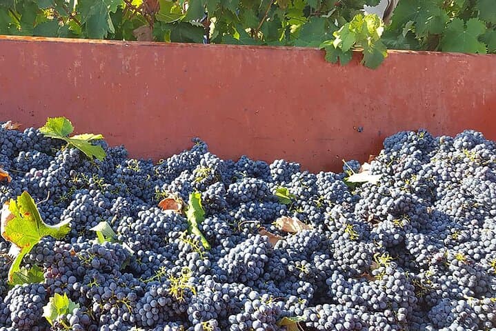 Salento Winery Day Trip from Lecce: Negroamaro & Primitivo Tasting with Lunch photo 2