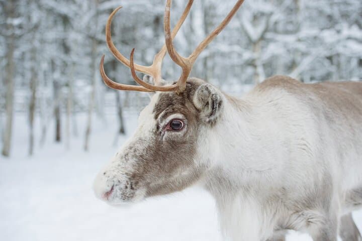 Reindeer Sledge Ride and Farm Visit in Levi — Traditional Sámi Herding Experience
