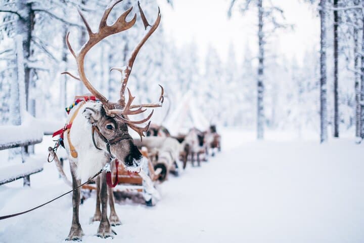 Reindeer Sledge Ride and Farm Visit in Levi — Traditional Sámi Herding Experience photo 3