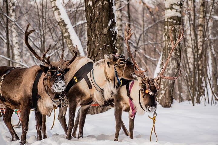 Reindeer Sledge Ride and Farm Visit in Levi — Traditional Sámi Herding Experience photo 4