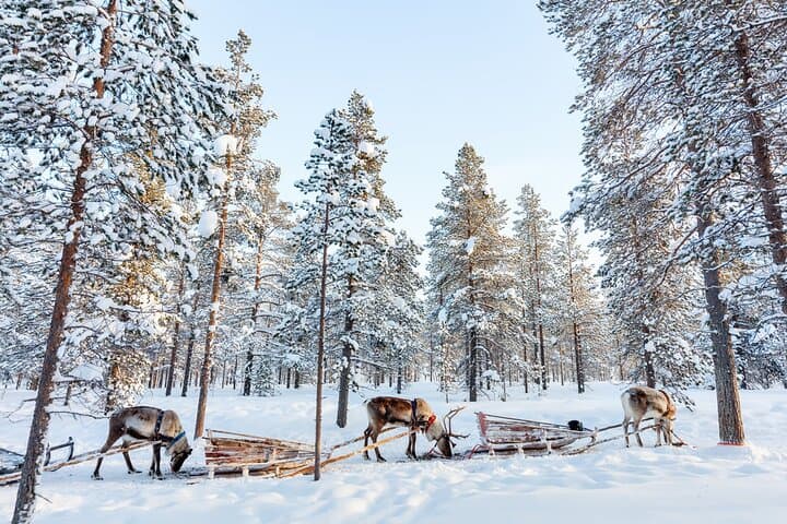 Reindeer Sledge Ride and Farm Visit in Levi — Traditional Sámi Herding Experience photo 5