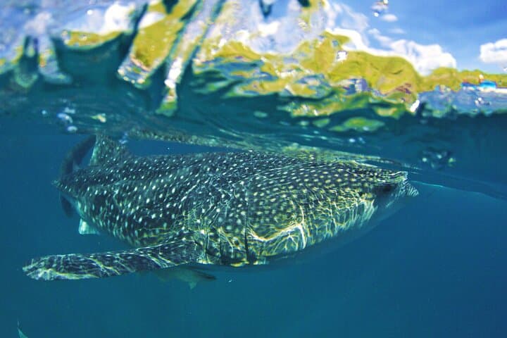 Cebu Whale Shark Watching and Kawasan Canyoneering Day Trip