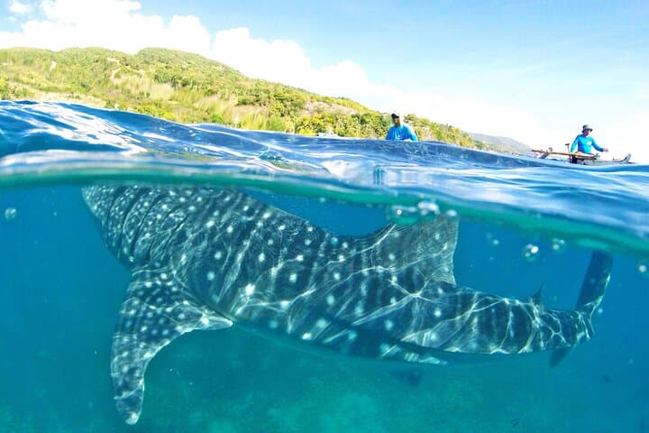 Cebu Whale Shark Watching and Kawasan Canyoneering Day Trip photo 3