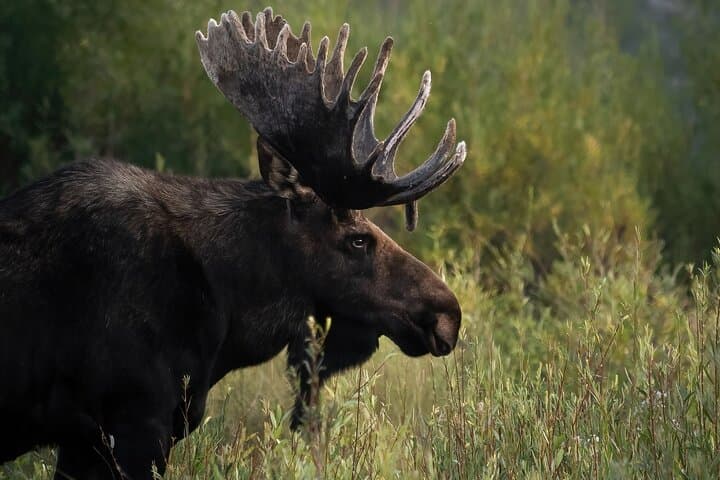 Half-Day Grand Teton Wildlife Safari: Private Jackson Hole Photo Tour