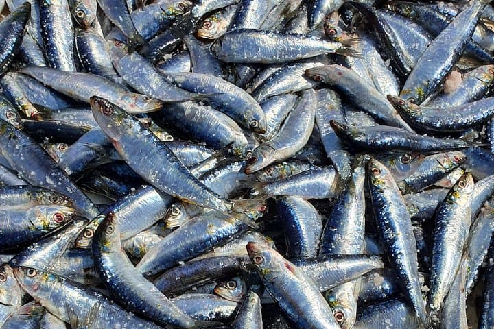 Essaouira Day Trip from Marrakesh: Private Full-Day Tour to the Atlantic Port photo 3