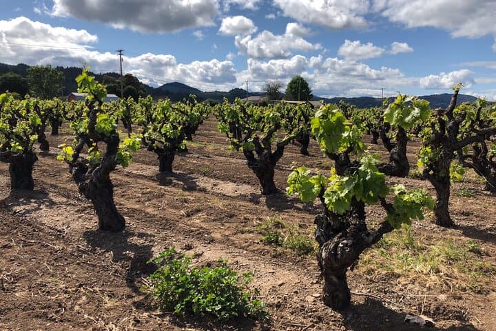 Private Sonoma and Healdsburg Wine Tours — Boutique Tastings in the Russian River Valley photo 4